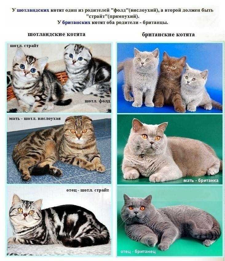 Как приручить бенгальскую кошку к унитазу - wlcat.ru
