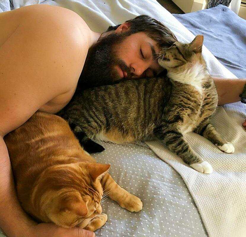 Кошки обнимаются и целуются. учимся обниматься у кошек. почему кошка обнимает котёнка