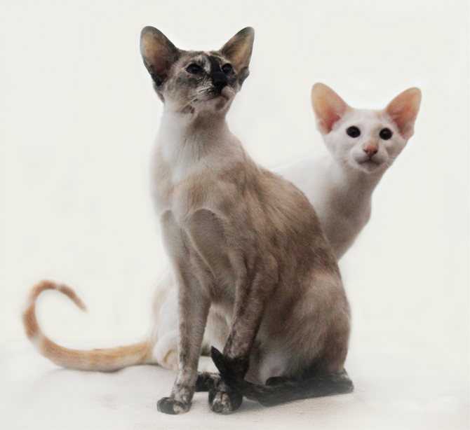 Персидская кошка: фото, цена котенка, история и характеристика породы, типичные болезни кошки
