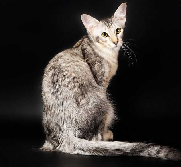 ᐉ яванез или яванская кошка - описание пород котов - ➡ motildazoo.ru