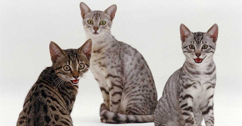 Порода аравийская мау (арабская мау) - мир кошек