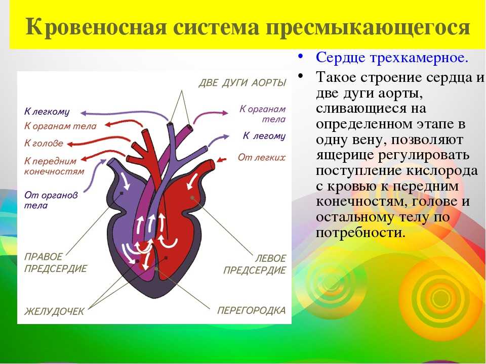 ᐉ какое сердце у черепах и какого цвета их кровь? - zoopalitra-spb.ru
