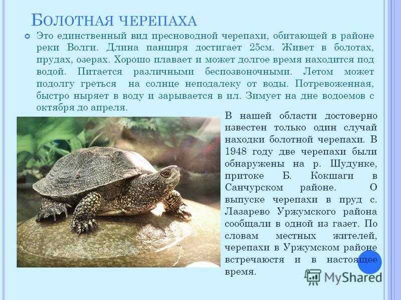 Содержание красноухой черепахи. все в одной статье.