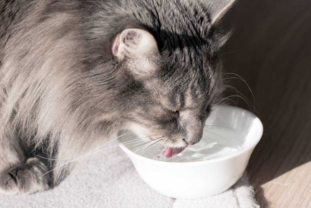 5 причин почему кот много пьет воды - заболевания и лечение