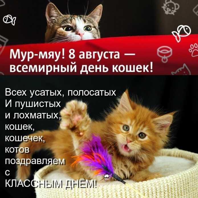 Всемирный день кошек и котов 2018 | какого числа, история, когда будет