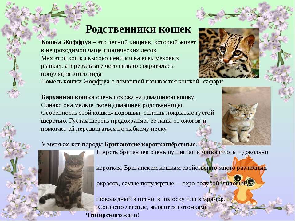 Сафари кошка : содержание дома, фото, купить, видео, цена