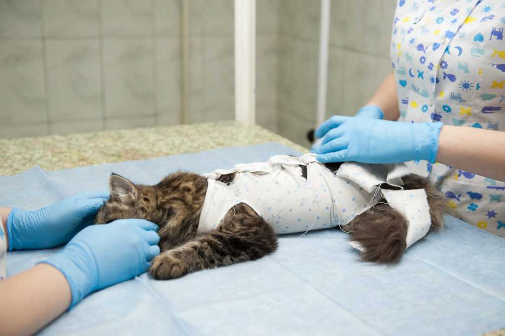 Шов после стерилизации кошки