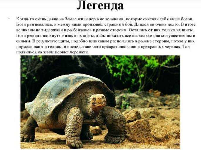 ᐉ как приручить красноухую и сухопутную черепаху - zoopalitra-spb.ru