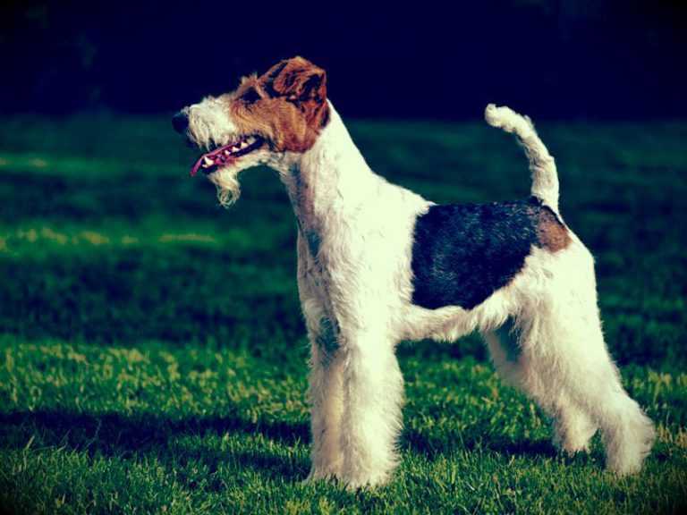 Жесткошерстный фокстерьер (33 фото): описание породы длинношерстных собак, характер щенков. сколько они живут? дрессировка