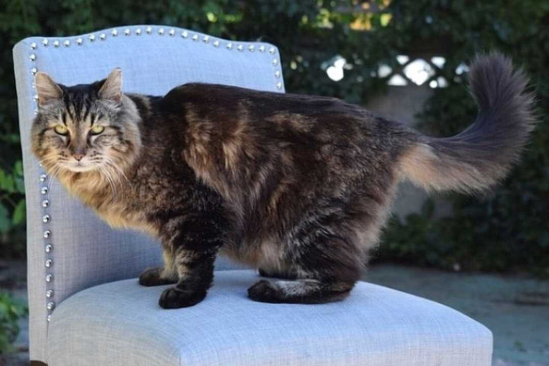 Самый старый кот в мире
