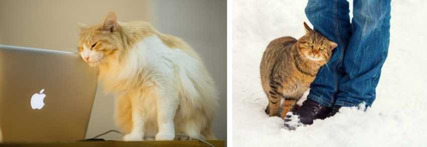 Почему кошки топчут лапами или 20+ интересных привычек кошек