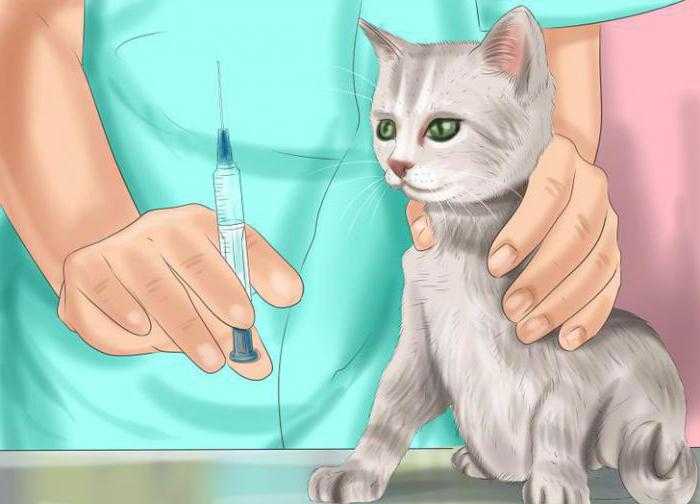 Вирусный иммунодефицид кошек