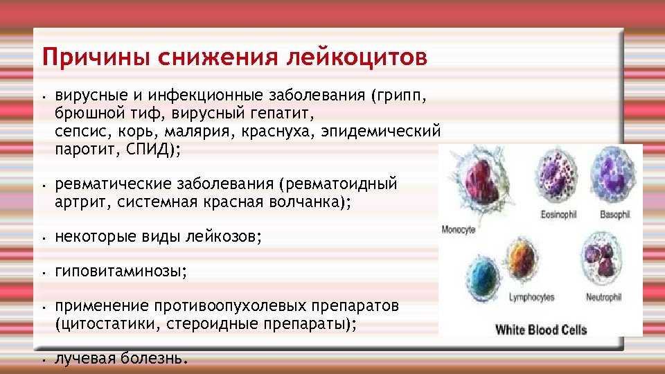 Лейкоциты у кошки понижены: что делать, если понижены | норма, в крови, в моче