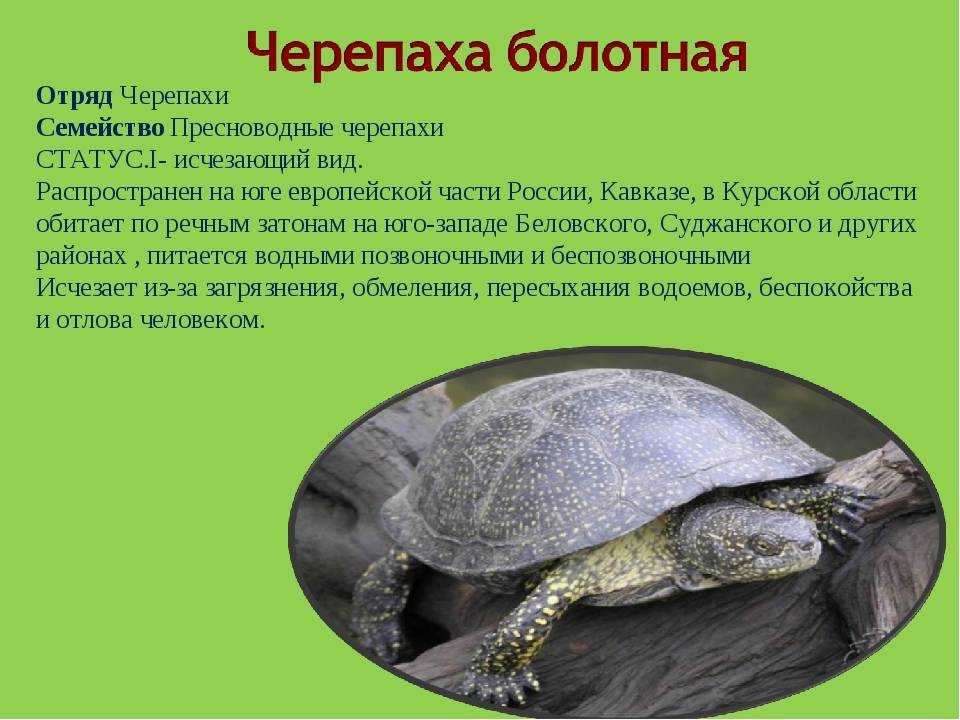 Какие виды черепах с фото, проживающие на территории России, попали в Красную Книгу. Какие еще виды с фото морских, пресноводных и сухопутных черепах занесены в Красную Книгу.