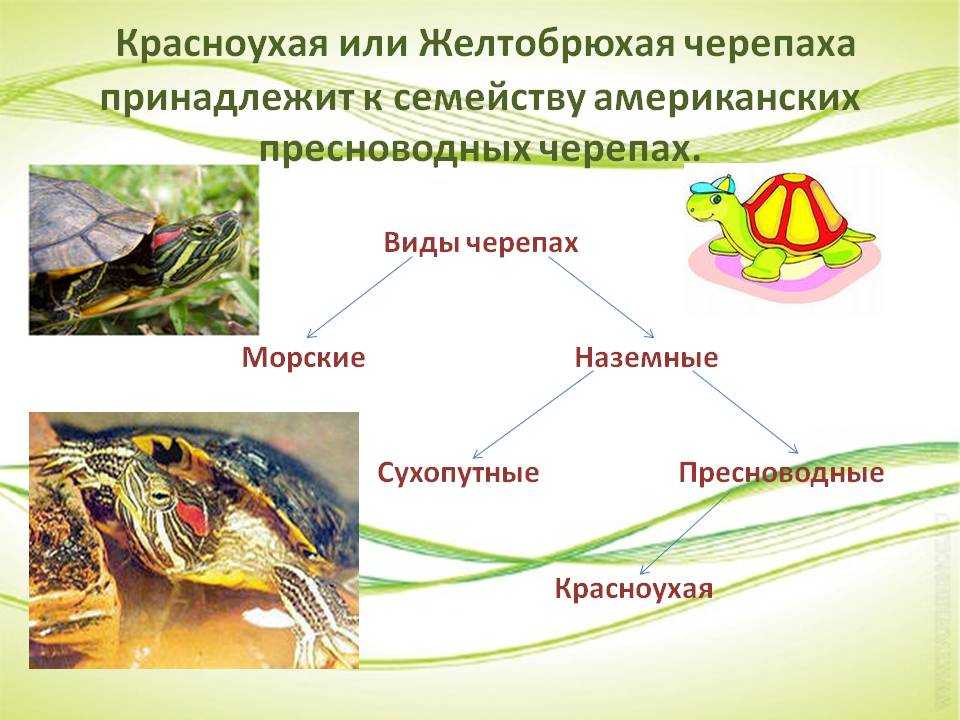 Какой тип развития характерен для черепахи. Среда обитания красноухих черепах. Красноухая черепаха среда обитания. Классификация красноухой черепахи. Красноухая черепаха биология.