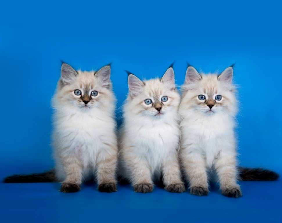Невская маскарадная кошка фото, описание породы, цена котят и питомники, отзывы