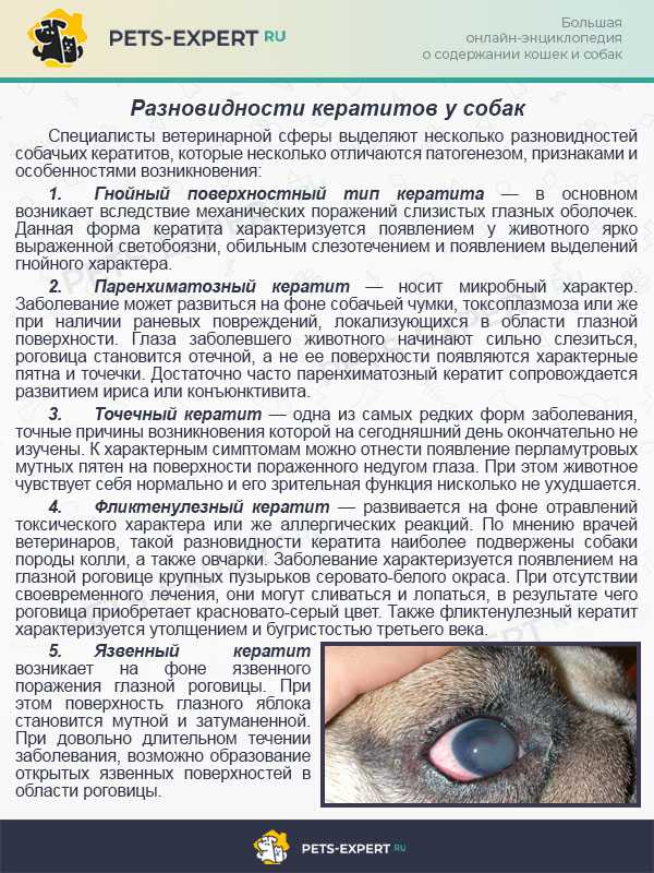 Профилактика пироплазмоза у собак