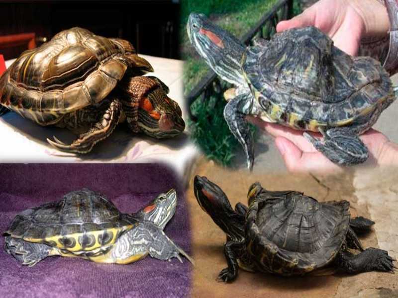 Самые распространенные заболевания у черепах и способы их лечения | все о животных
