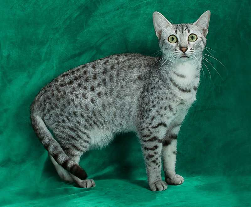 Египетская мау - порода кошек - информация и особенностях | хиллс