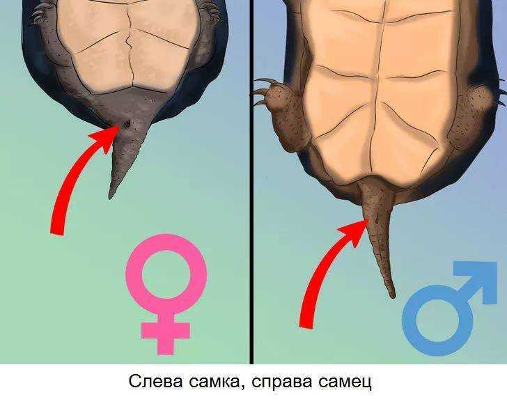 Как определить пол красноухой черепахи? 19 фото как отличить мальчика от девочки в домашних условиях по панцирю? другие способы определения самки и самца