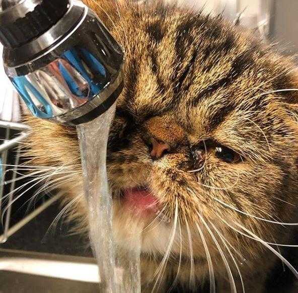 Значимость питьевой воды для кошки | hill's pet