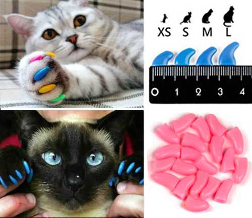 Силиконовые накладки на когти кошек: стоимость приспособления, как правильно наклеивать