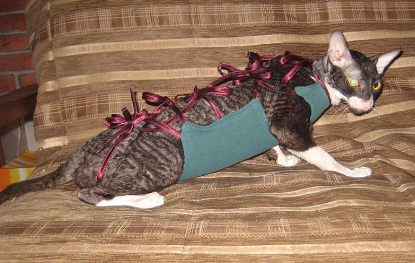 Одежда для кошек своими руками, модели с описанием и выкройками