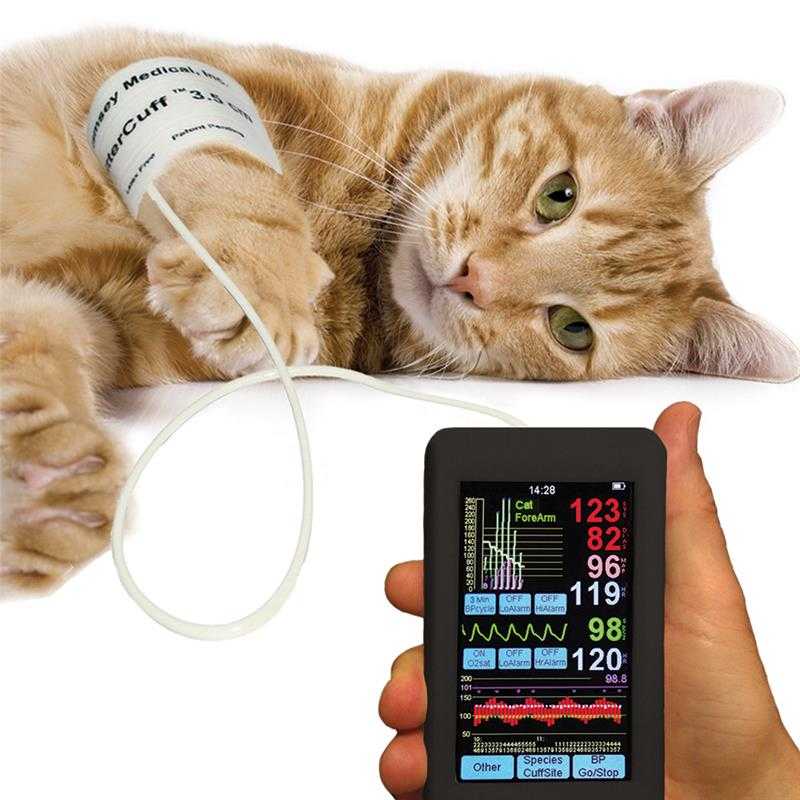 Нормальное артериальное давление у кошек: показатели, отклонения в большую и меньшую сторону, как измерить кошке давление и оказать первую помощь