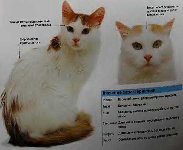 Турецкий ван: описание породы кошек, история, цена