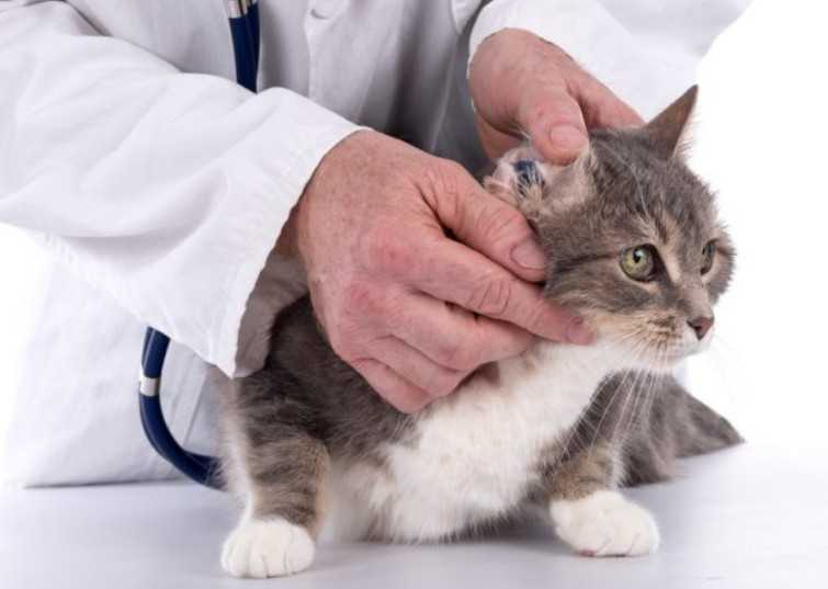 Отодектоз (ушная чесотка) - ветеринарная клиника нефрологии веравет. ветеринар на дом
