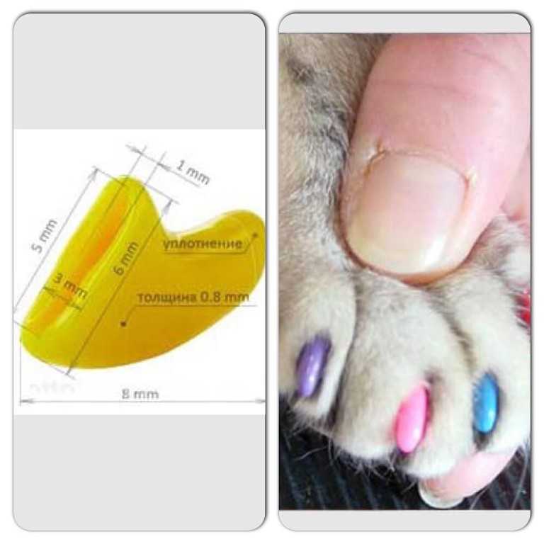Антицарапки для кошек (колпачки на когти): когда применять, плюсы и минусы, как снимать и выбрать размер