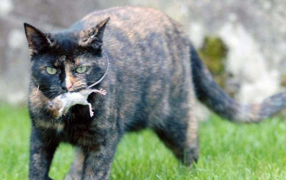 Будет ли кот после кастрации ловить мышей: 10 мифов и заблуждений