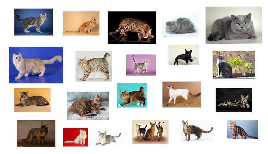 Сколько всего пород кошек существует в мире