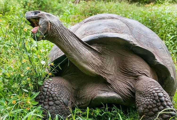 Сейшельская гигантская черепаха: фото, описание, характеристики и интересные факты