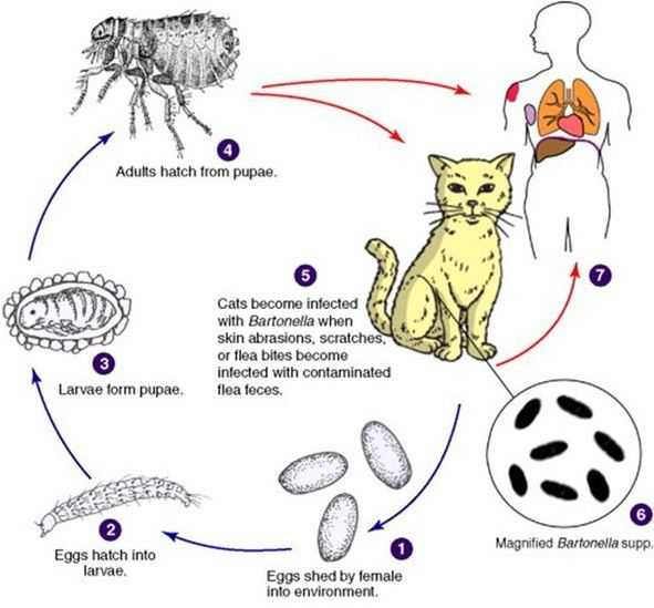 Какая болезнь передается от кошек. Болезни от кошек передающиеся человеку. Заболевания от кошек человеку. Заболевания которые передаются от кошек к человеку. Бактерия которую переносят кошки.
