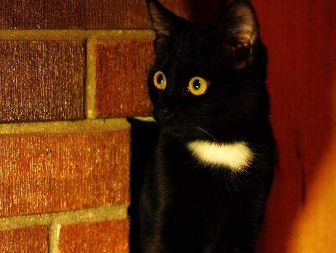 Почему кошка прячется в темные места и что делать? | hill's pet