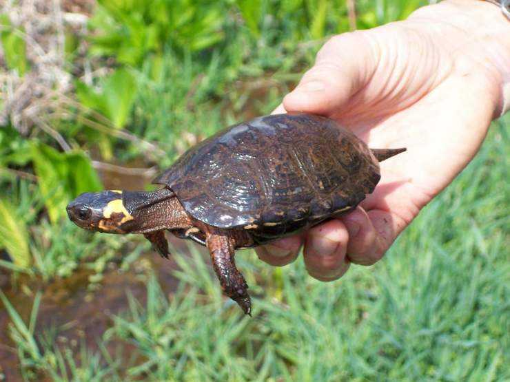 Скорость передвижения черепахи на суше и в воде: как бегают и плавают морские, сухопутные и красноухие черепахи (средняя и максимальная скорость движения)