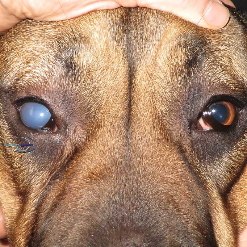 Третье веко у собаки: описание, лечение воспаления и профилактика | petguru