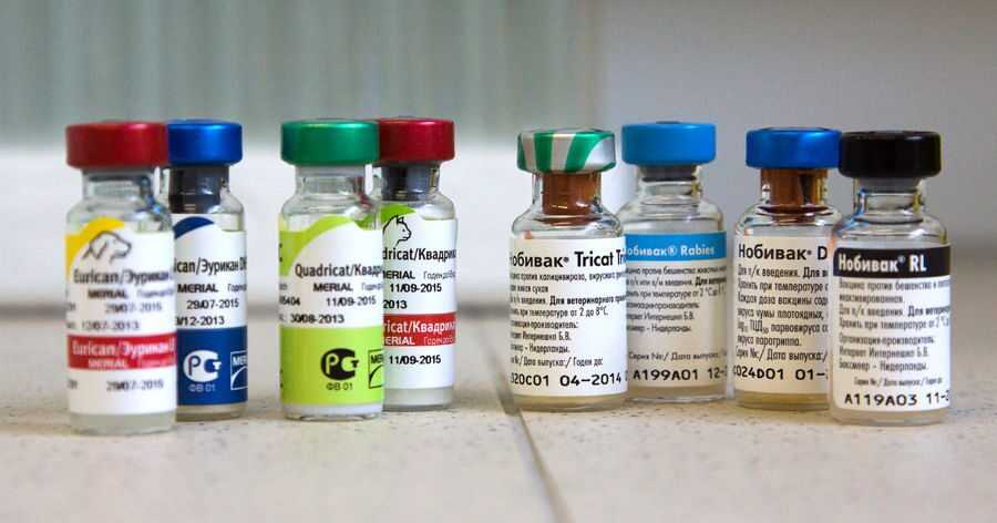 Вакцина для кошек 4