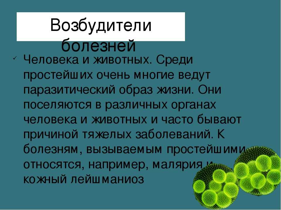Свойства бессмертника. реферат. биология. 2011-07-07