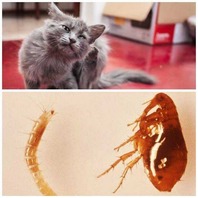 Блохи у кошек – признаки и причины появления, лечение