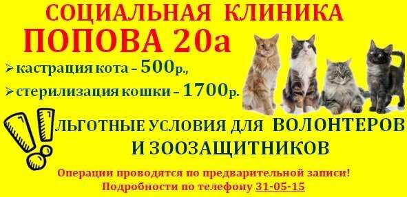 19 причин почему кот жидко ходит в туалет - как лечить - kotiko.ru