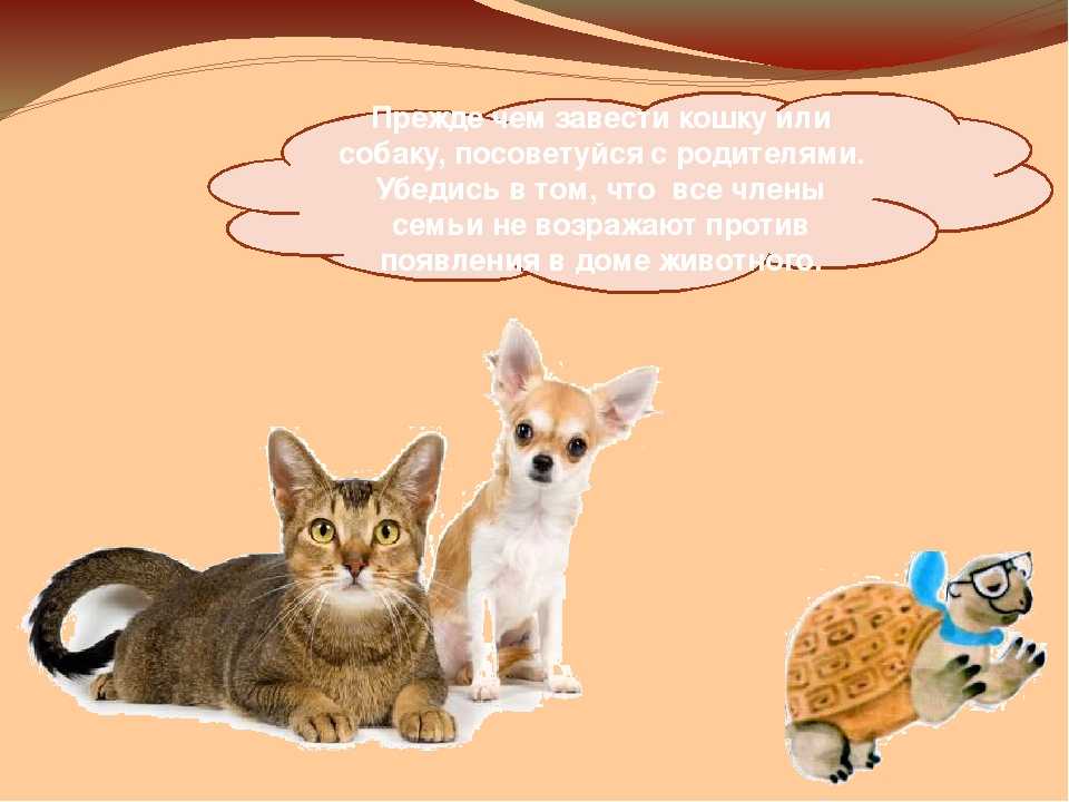 Саванна: фото кошки, цена, описание породы, характер, видео, питомники