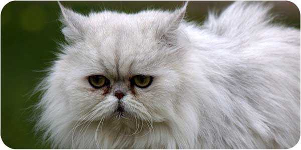 Персидский кот грустит. Персидский котенок грустит. Как ухаживать за персидской кошкой. Порода кошек Персидская после купания.