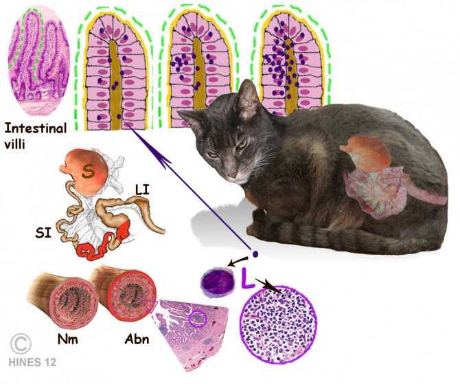 Лимфома кишечника у собак и кошек (раковая опухоль) | статьи по ветеринарной онкологии - биоветель