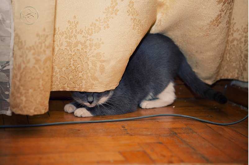 Почему кошки прячутся?