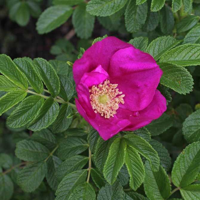 Роза ругоза — декоративный шиповник, дающий высокий урожай