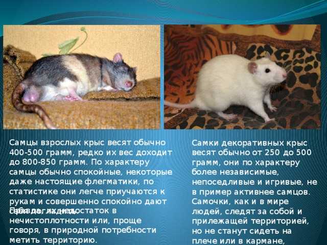 Сколько живут домашние крысы, какова продолжительность их жизни
