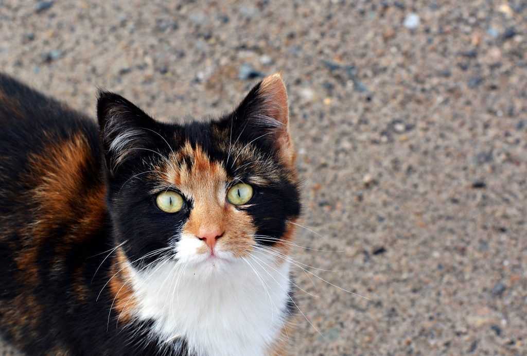 Трехцветные кошки приносят счастье: интересные факты и приметы - досуг