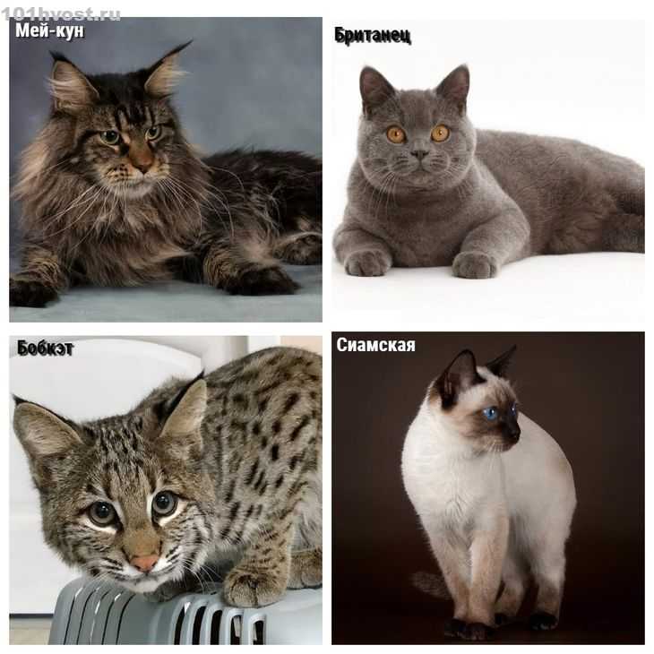 Самые редкие породы кошек в мире - топ-10 фото с названиями